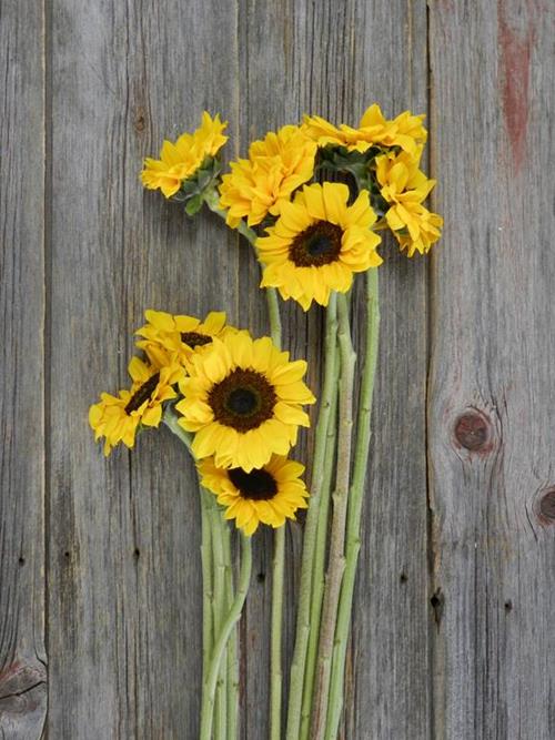 15 MEDIUM & 15  LARGE YELLOW SUNFLOWERS